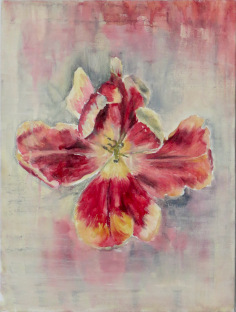 Tulpe nach dem Fr&uuml;hling